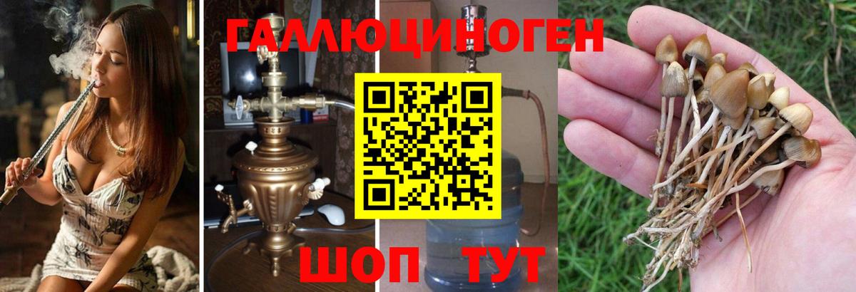 Зерноград  Галлюциногенные грибы прущие грибы  Вход с VPN  Галлюциногенные грибы Psilocybine cubensis 